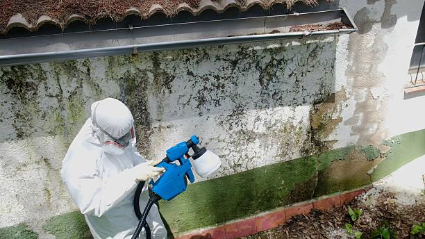 Top rated local Mold Removal specialists in White Stone, VA